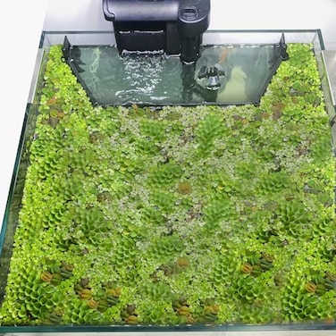 Switior Floating Plant Corral for Aquarium Fish Tank Accessories to Separate Floating Plants Automatically Adjusts Height with Water Level Suitable for All Floating Plants and All Aquariums Style 1