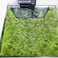 Switior Floating Plant Corral for Aquarium Fish Tank Accessories to Separate Floating Plants Automatically Adjusts Height with Water Level Suitable for All Floating Plants and All Aquariums Style 1