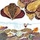 LeonBach 100 Pcs Large Catappa for Fish58 Inch 250g Indian Almond Leaves Creates Native EnvironmentCatappa Leaves Beta Fish Leaf for Aquarium Shrimp Tank Decorations Water Conditioner