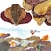 LeonBach 100 Pcs Large Catappa for Fish58 Inch 250g Indian Almond Leaves Creates Native EnvironmentCatappa Leaves Beta Fish Leaf for Aquarium Shrimp Tank Decorations Water Conditioner