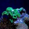 Seachem Reef Advantage Strontium 12 kg 26 lbs