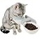 KINTEGOOD Dog Proof Cat Bowls Wall Mounted Cat Food and Water Double Bowls Set Elevated Pet Dish Feeding Station White