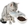 KINTEGOOD Dog Proof Cat Bowls Wall Mounted Cat Food and Water Double Bowls Set Elevated Pet Dish Feeding Station White
