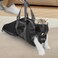 Cinf Cat Nail Clipping Cleaning Grooming Restraint Bag Free Muzzle No Scratching Biting for Bathing Nail Trimming Injecting ExaminingBlackM