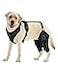 LISPOO Dog Knee Brace for Torn ACLCCL Hind LegAdjustable Support with Sufficient Wrapping and Support Luxating Patella NonSlip Joint BracePain Relief Better RecoveryBoth LegXL