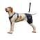 LISPOO Dog Hip Support Brace Adjustable Dog Leg Brace for Hip DysplasiaArthritisPain Relief Warm Breathable Luxating Patella Stabilizer PostSurgery RecoverySize L