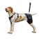 LISPOO Dog Hip Support Brace Adjustable Dog Leg Brace for Hip DysplasiaArthritisPain Relief Warm Breathable Luxating Patella Stabilizer PostSurgery RecoverySize L