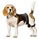CHAMIN Dog Hip Brace Support Harness for Hip Dysplasia Joint Pain Relief Prevents Hip Joint Issues Orthopedic Support for DogsMedium