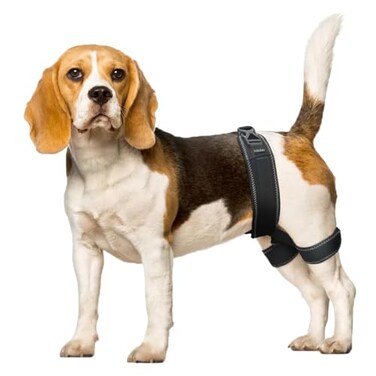 CHAMIN Dog Hip Brace Support Harness for Hip Dysplasia Joint Pain Relief Prevents Hip Joint Issues Orthopedic Support for DogsMedium