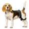 CHAMIN Dog Hip Brace Support Harness for Hip Dysplasia Joint Pain Relief Prevents Hip Joint Issues Orthopedic Support for DogsMedium