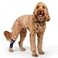 Balto Canine Feline Hock Brace Dog Ankle Brace Brace with Aluminum Splints PrePost Surgery Helps Support Arthritis and Unstable Joints Back Leg Support Extra Extra Small