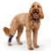 Balto Canine Feline Hock Brace Dog Ankle Brace Brace with Aluminum Splints PrePost Surgery Helps Support Arthritis and Unstable Joints Back Leg Support Extra Extra Small