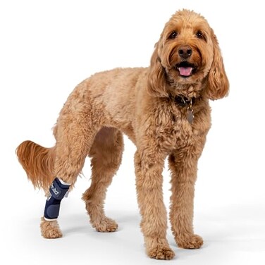 Balto Canine Feline Hock Brace Dog Ankle Brace Brace with Aluminum Splints PrePost Surgery Helps Support Arthritis and Unstable Joints Back Leg Support Extra Extra Small