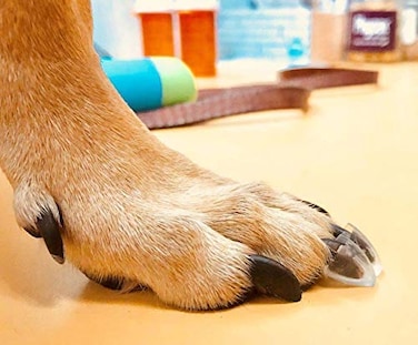TAKTIKAL Dr McHenrys Dog Toe Treads Set of 24 Adhesive Cleaning Brush Increased Traction Mobility Support Medium Kit Weight 1640 lbs Net Weight 16 oz