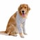 HDKUW Dog Elbow Protector for Calluses Dog Joint Recovery Sleeve for Prevent Licking Wound Elbow Sleeves with Mesh Pad for Medium Large Dogs Stripe 2XL