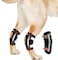 NeoAlly Super Supportive Dog Braces for Rear Legs and Hock Joints with Dual Metal Spring Strips Stabilize Canine hind Legs from Wound Injury Sprains Arthritis Large Pair