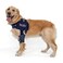 Balto Lux Adjustable Dog Shoulder Brace Shoulder Brace Support Shoulder dysplasia Post Surgical Support or Surgical Alternative Medium