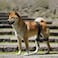 CHAMIN Dog Hip Brace Support Harness for Hip Dysplasia Joint Pain Relief Prevents Hip Joint Issues Orthopedic Support for DogsLarge