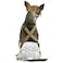PAW Inspired Dog Diaper Suspenders Brown XSmallSmall