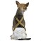 PAW Inspired Dog Diaper Suspenders Brown XSmallSmall
