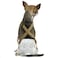 PAW Inspired Dog Diaper Suspenders Brown XSmallSmall