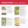 Redblocker Local Application Serum Point Dilated Capillaries Spider Veins for Sensitive and Couperose Skin with Active Ingredients 30ml