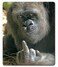 Solekla Funny Gorilla Mouse Pad Computer Mouse Mat with AntiSlip Rubber Base Easy Gliding Portable in a Fresh Modern Design 79 x 95 in