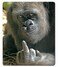 Solekla Funny Gorilla Mouse Pad Computer Mouse Mat with AntiSlip Rubber Base Easy Gliding Portable in a Fresh Modern Design 79 x 95 in