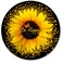 IMAYONDIA Round Mouse Pad Sunflower and Butterfly Mouse Pad Yellow Flower Mouse Mat Inspirational Quote Be Happy Mousepad NonSlip Rubber Base MousePads for Office Laptop Computer 79 x 79 Inch