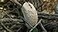 FinalMouse Ultralight 2 Cape Town