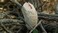 FinalMouse Ultralight 2 Cape Town