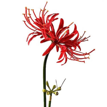 Qingriver 4 Stems 2638 Artificial Spider Lily Flowers Lycoris Radiata for Home Garden Decoration Red