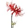 Qingriver 4 Stems 2638 Artificial Spider Lily Flowers Lycoris Radiata for Home Garden Decoration Red
