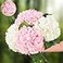 Waipfaru Real Touch Hydrangea Artificial Flowers 2 Pink 2 White Real Touch Flowers 21 Faux Hydrangea Flowers Fake Hydrangea Flowers for Outdoor Wedding Office Home Decor Table Centerpieces