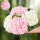 Waipfaru Real Touch Hydrangea Artificial Flowers 2 Pink 2 White Real Touch Flowers 21 Faux Hydrangea Flowers Fake Hydrangea Flowers for Outdoor Wedding Office Home Decor Table Centerpieces