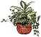 Nearly Natural Dieffenbachia Ivy with Decorative Planter