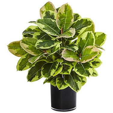 Nearly Natural Artificial Rubber Plant in Glossy Cylinder Real Touch