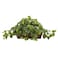 Nearly Natural 34in Artificial Pothos Ivy Plant with Ledge Basket Faux Trailing Cascading Greenery for Indoor Home Decor
