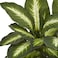 Nearly Natural Artificial Dieffenbachia Plant Faux Greenery in Ceramic Planter for Indoor Home Decor