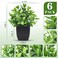 Der Rose 6 Pack Fake Plants Mini Artificial Plants for Home Office Farmhouse Bathroom Shelf Decor Indoor