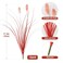 Ttranewsoo Fake Grass Fall Flowers Artificial Shrubs Artificial Grass Wheatgrass Cattails Fake Grass Decorations Artificial Plants Ornamental Grass Outdoor Grass Green Leafy Decorations 12PCSOrange