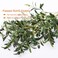 Heleze 39 Inch Artificial Olive Branches for Vases Fake Plants Greenery Stems with 222 Leaves Faux Olive Tree Branches Home Decor Indoor 4PCS