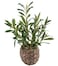 Ainuowei 177 Small Boho Artificial Olive Plant Faux Greenery in Brown Handwoven Rattan Basket Ideal for Office Desk Kitchen Shelf Home Decor