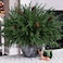 HyeFlora 19 Inch Christmas Norfolk Pine Stems 12PCS Real Touch Faux Cedar Pine with 5PCS Big Pine Cones Branches Artificial DIY Greenery Stems Plastic Picks for Vase Indoor Outdoor Home Garden Dcor