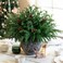 HyeFlora 19 Inch Christmas Norfolk Pine Stems 12PCS Real Touch Faux Cedar Pine with 5PCS Big Pine Cones Branches Artificial DIY Greenery Stems Plastic Picks for Vase Indoor Outdoor Home Garden Dcor