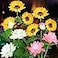 QINGYA Solar Flower Lights 4 Pack Outdoor Waterproof Sun Powered Lotus Sunflowers Landscape Decorative Glowing Lights for Yard Lawn Patio Pathway