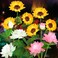 QINGYA Solar Flower Lights 4 Pack Outdoor Waterproof Sun Powered Lotus Sunflowers Landscape Decorative Glowing Lights for Yard Lawn Patio Pathway