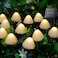 Pellimo Solar Garden Lights 12 LED 145ft Mini Mushroom Solar Lights Outdoor Waterproof 2 Modes Lighted Mushroom Shaped Pathway Light for Patio Yard Garden Christmas Fall DecorationWarm White