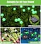 ZFNN Solar Firefly Light Christmas Lights for Outside Decorations 4 Pack 24 LED Green Solar Garden Lights Outdoor Waterproof Garden Decor for Yard Patio Pathway Lawn Christmas
