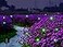 Wskvlcg Solar Powered Firefly Lights 9 LED Automated Pulsating String Chasing Firefly Lights Lantern Solar Outdoor Waterproof 2 Pack